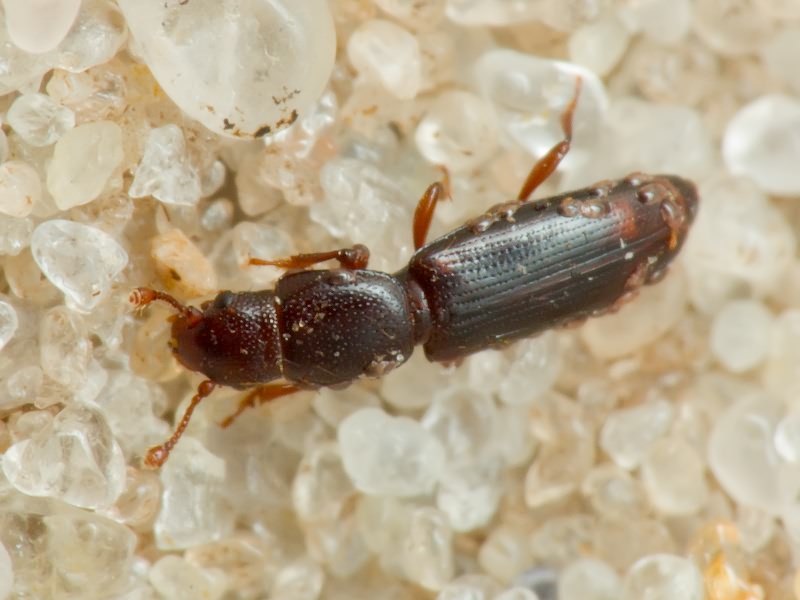 Rhizophagus bipustulatus (Fabricius, 1792)